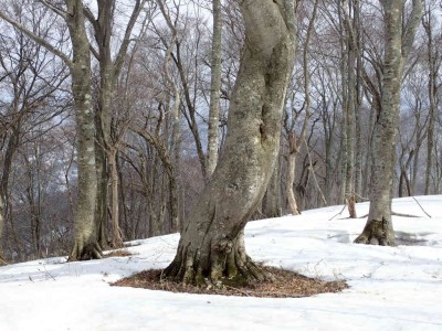 P3240077.jpg (106.44 KiB) 閲覧された回数 3587 回 東妙理山のブナ林