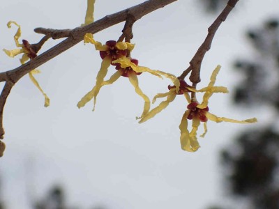 P3240084.jpg (41.18 KiB) 閲覧された回数 3587 回 マンサクの花