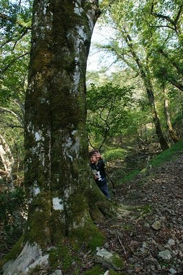 怪童ブナのたもとからバイバイ～