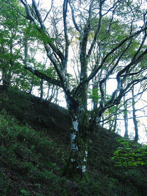 ● これも姿勢の好いブナだね、綿向山