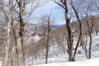 智奈洞谷源頭のブナ林