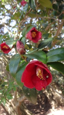 P4123366.jpg (299.27 KiB) 閲覧された回数 3273 回 山中に多いヤブツバキ