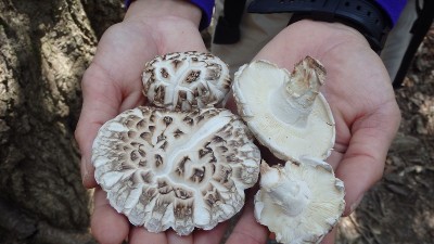 P4123373.jpg (312.56 KiB) 閲覧された回数 3273 回 天然シイタケもゲット!