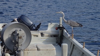 P4123417.jpg (354.41 KiB) 閲覧された回数 3272 回 港の小舟で獲物を待つアオサギ