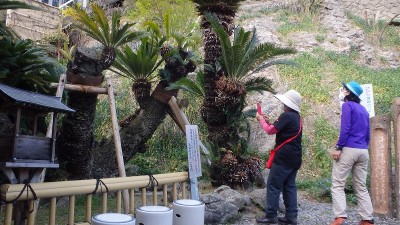 P4123423.jpg (450.27 KiB) 閲覧された回数 3272 回 常神のソテツ