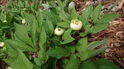 16507846863747 - コピー.jpg