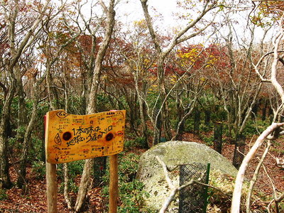 ● 山頂は葉っぱがないだろうな