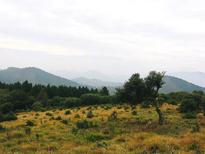 グミの木.JPG (128.14 KiB) 閲覧された回数 9620 回 ● グミの木 古木だよ、折れるんじゃないかなあ?