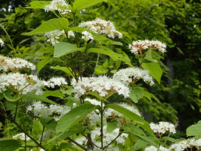 P5060007.jpg (85.09 KiB) 閲覧された回数 3353 回 コバノガマズミ