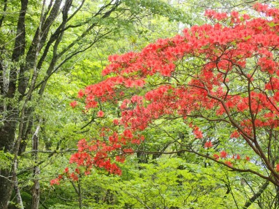 P5060035.jpg (160.66 KiB) 閲覧された回数 3347 回 ヤマツツジ