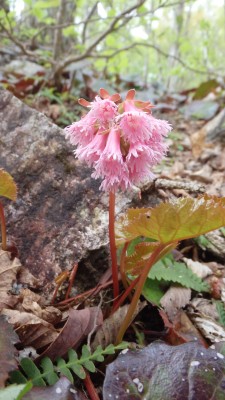 P5063600.JPG (2.2 MiB) 閲覧された回数 5026 回 イワカガミ