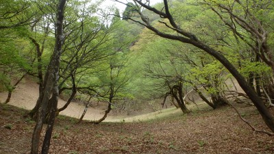 P5063616.JPG (2.86 MiB) 閲覧された回数 5030 回 新緑の谷源頭