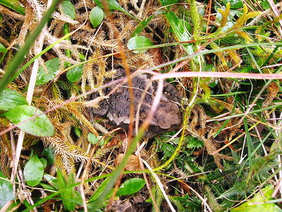 ● 小太郎ガマがお迎えでした、ガマンガマ