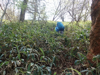 湿原から上は基本こんなカンジ