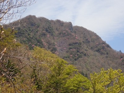 筒上アケボノツツジ.jpg (123.03 KiB) 閲覧された回数 3033 回 ところどころ赤く染まるアケボノツツジ