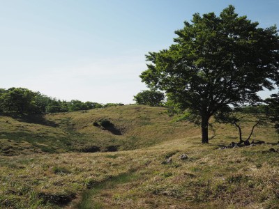 青のドリーネとブナの孤樹