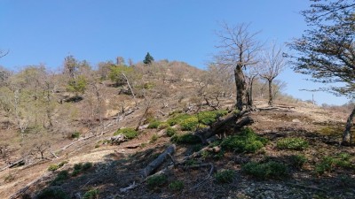 16543105487633(1450最高点へ) - コピー.jpg (312.03 KiB) 閲覧された回数 3089 回 雷峠の標識のあるところから1450へ