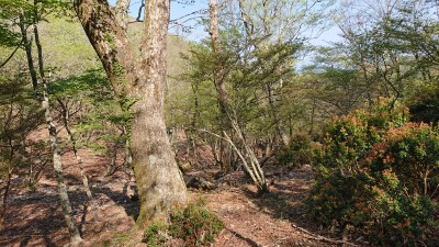 16543110021926(一本木の森) - コピー.jpg (271.4 KiB) 閲覧された回数 3089 回 一本木付近