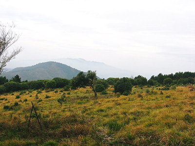 ● グミの木まわり囲んで、お遊戯がしたかったですね。グミの木、見ましたかな？。