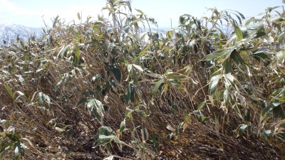 ロボピークの笹(21年3月)