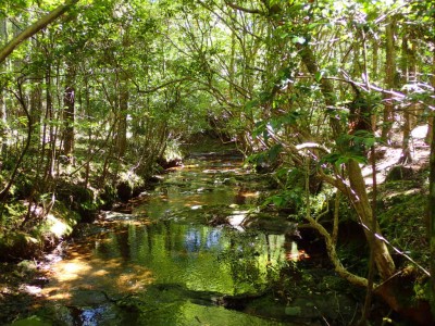 P6290013.jpg (148.96 KiB) 閲覧された回数 1741 回 行動川のナメ