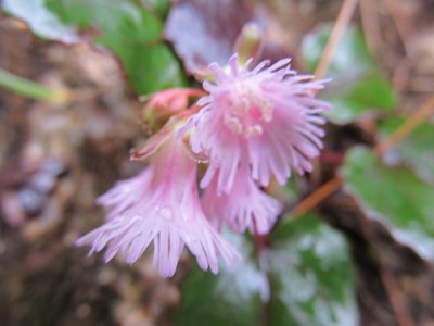 IMG_5442.jpg (80.79 KiB) 閲覧された回数 12895 回 巻道にひとつだけ咲いてたイワカガミ