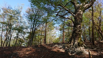 木組峠北の森① - コピー.jpg