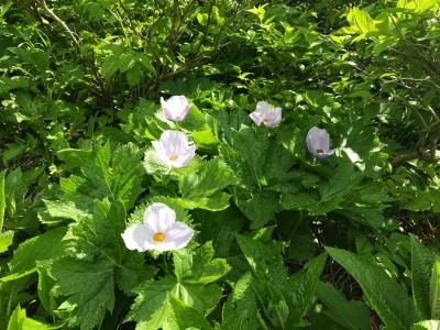 シラネアオイ群生