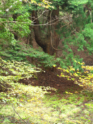 鏡池の神杉