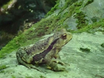 P8010052.jpg (55.55 KiB) 閲覧された回数 2399 回 カエル