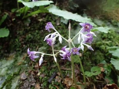 P8010094.jpg (59.09 KiB) 閲覧された回数 2399 回 イワタバコ