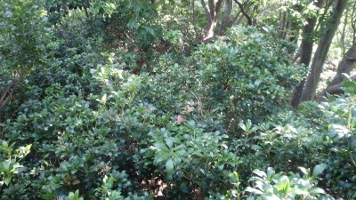 P7304169.jpg (486.18 KiB) 閲覧された回数 3221 回 アセビのバリアが…