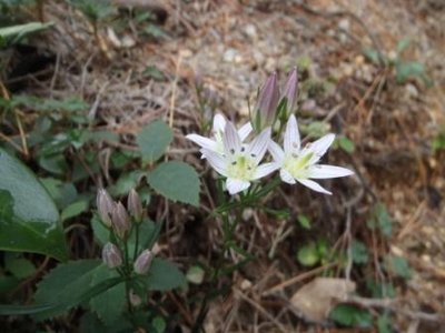 ガンサ谷で出会った花