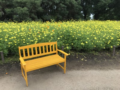 コスモス 木曽三川公園（10月9日）