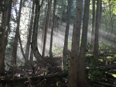 PA150567.jpg (480.79 KiB) 閲覧された回数 3712 回 残るガスに差し込む朝の陽光