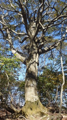 PA150582.jpg (605.49 KiB) 閲覧された回数 3704 回 co950ピーク付近の巨ブナ