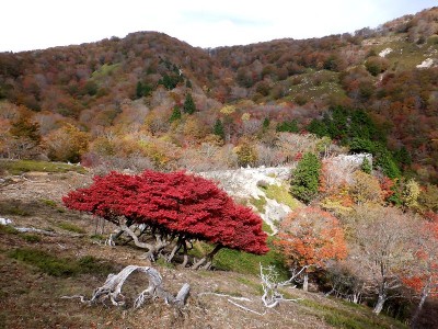 昨日（10/25）の桧塚奥峰の紅葉