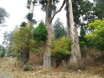 IMG_4383.jpg (706.91 KiB) 閲覧された回数 11589 回 参道の大杉