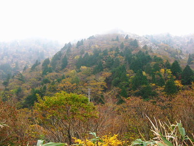 ● 武平トンネル伊勢側のモミジ