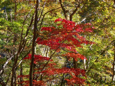 PA260007.jpg (201.02 KiB) 閲覧された回数 4634 回 伊勢尾の紅葉