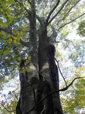 PA260075.jpg (138.42 KiB) 閲覧された回数 4634 回 ブナの大木