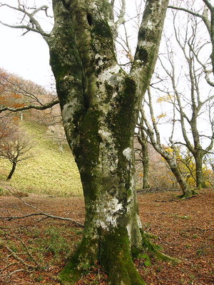 ●　まずまず好いブナだよな、幾つも有るよ
