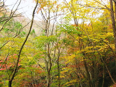 ● 柔らかい色ずきは赤や黄色が始まりだよ