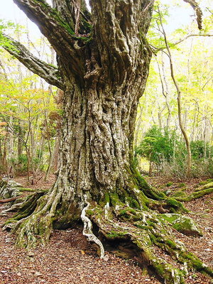 ● シワシワのオオシデ、元気は衰えてるのかなあ
