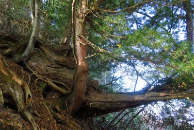 コウヤマキの巨木