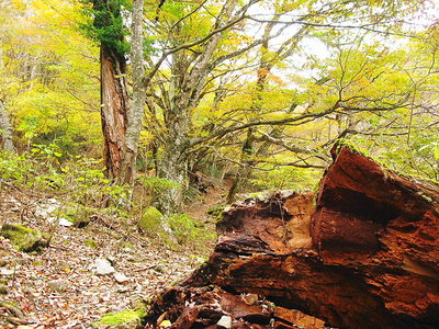 ●　ナラ街道、朽ちる木は骸を晒す