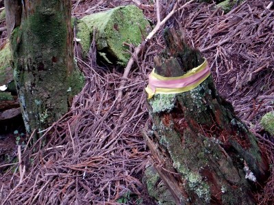 笹ヶ峰へのテープ道と交差する。