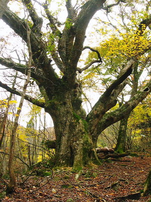 ● 一反ホウソウ、枝が朽ちて落ちてる。
