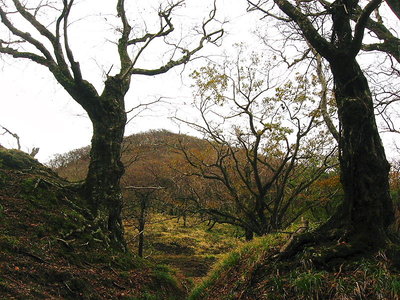 ● 杉峠門柱の様だ、仁王様かな