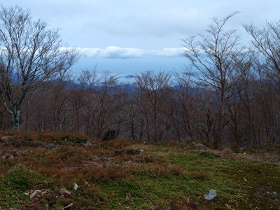 プチ苔辻 - コピー.jpg